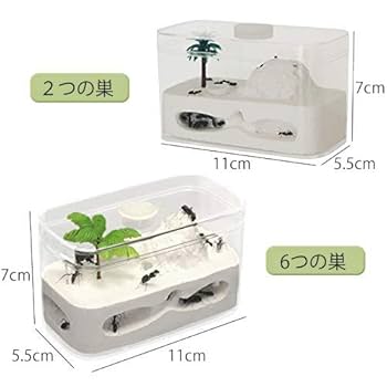 Amazon | Umora アリ飼育キット 石膏製巣箱 アリ観察キット アリ